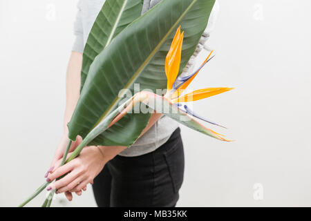 Orange Blüte der Strelitzia reginae - Bird of paradise, in der Frau die Hand. Tropische Bud und grünen Blättern. Horizontale Foto Stockfoto