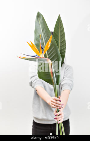 Orange Blüte der Strelitzia reginae - Bird of paradise, in der Frau die Hand. Tropische Bud und grünen Blättern. Horizontale Foto Stockfoto