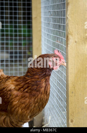 GLASGOW, Schottland, Großbritannien - 23 September 2013: Ein ISA-braune Henne beobachten, was in der Gemeinschaft Farm geschieht. Stockfoto