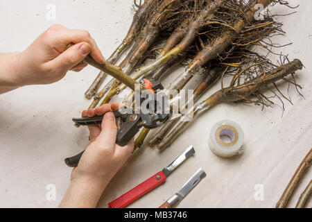 Graft Holz. Prozess der Ovulation der Walnuß Stecklinge mit einer Gartenschere und Messer im Frühjahr Stockfoto