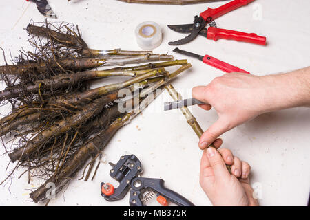 Graft Holz. Prozess der Ovulation der Walnuß Stecklinge mit einer Gartenschere und Messer im Frühjahr Stockfoto