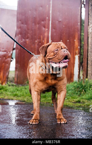 Bordeauxdogge steht auf an der Kamera auf der Leitung vor der rostigen Panels an einem regnerischen Tag Stockfoto