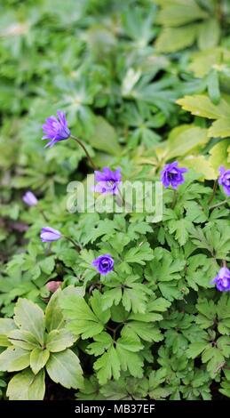 Tief blau-violette Blumen' Anemone blanda 'Aglaja' (Cuneata) Stockfoto