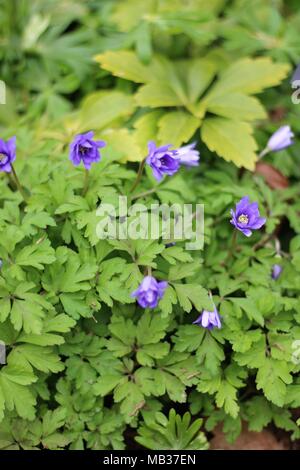 Tief blau-violette Blumen' Anemone blanda 'Aglaja' (Cuneata) Stockfoto