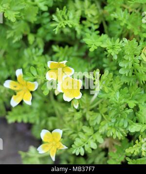 Cluster von Limnanthes maculata, Douglas Meadowfoam Anlage. Duftende, gelb-weißen Blüten erscheinen von Sommer bis zum Frühjahr. Suffolk, Großbritannien. Stockfoto