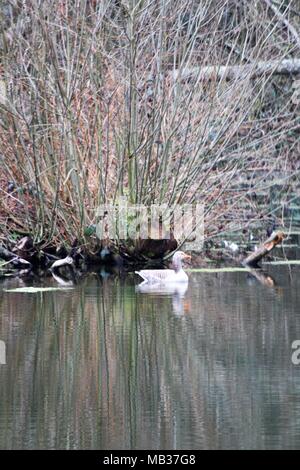 Reflexionen über die Wasseroberfläche, wie Lone Graugans (Anser anser) schwimmt auf See in East Sussex, Großbritannien. Platz für Kopieren. Stockfoto