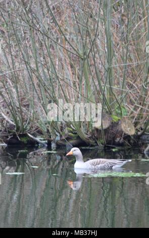 Reflexionen über die Wasseroberfläche, wie Lone Graugans (Anser anser) schwimmt auf See in East Sussex, Großbritannien. Platz für Kopieren. Stockfoto