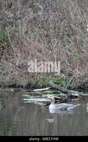 Reflexionen über die Wasseroberfläche, wie Lone Graugans (Anser anser) schwimmt auf See in East Sussex, Großbritannien. Platz für Kopieren. Stockfoto