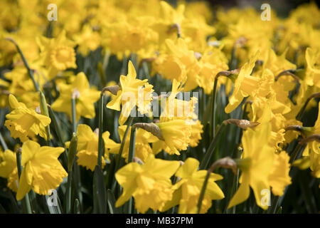 Frühling Narzissen im St Jamess Park in London, England, Vereinigtes Königreich. Narziss ist eine Gattung der überwiegend Frühjahr mehrjährige Pflanzen der Familie der Amaryllidaceae. Verschiedene gängige Namen wie Narzisse, daffadowndilly, Narzisse, und jonquil verwendet werden, um alle oder einige Mitglieder der Gattung beschreiben. Stockfoto