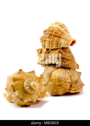 Cockleshells close-up auf Weiß isoliert Stockfoto