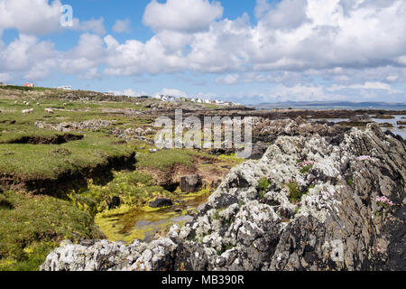 Saltmarsh Lebensraum mit Meer Pinks und Flechten wachsen auf exponierten Felsen. Port Charlotte Insel Islay Argyll und Bute Inneren Hebriden Schottland Großbritannien Großbritannien Stockfoto