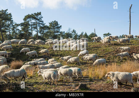 Herde Schafe weiden im Nationalpark 'Loonse en Drunense Duinen' in den Niederlanden Stockfoto