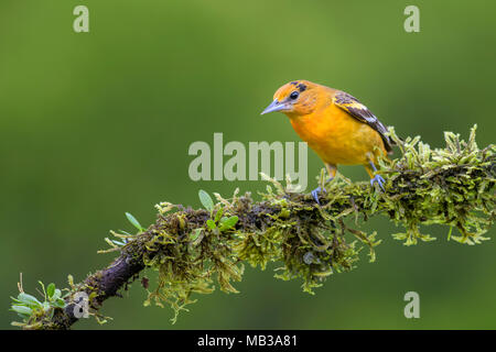 Northern Oriole - Icterus galbula, schöne Goldtrupial aus Mittelamerika, Wald, Costa Rica. Stockfoto