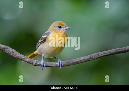 Northern Oriole - Icterus galbula, schöne Goldtrupial aus Mittelamerika, Wald, Costa Rica. Stockfoto