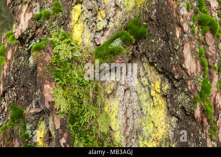 Moos und Flechten auf der Rinde von Kiefern Stockfoto