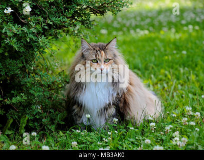 Junge Norwegische Waldkatze weiblichen ruhen unter einem Busch Stockfoto