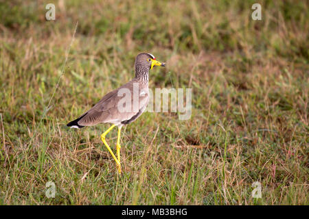 Eine afrikanische Gelbstirn-blatthühnchen Kiebitz (Vanellus senegallus) auf dem Boden in Pamuzinda Safari Lodge in der Nähe von Harare, Simbabwe. Stockfoto