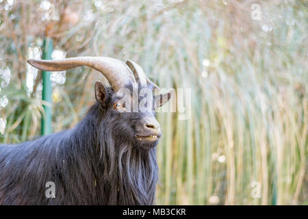 Langhaarige schwarze Ziege an Faunia Biopark, Madrid Stockfoto