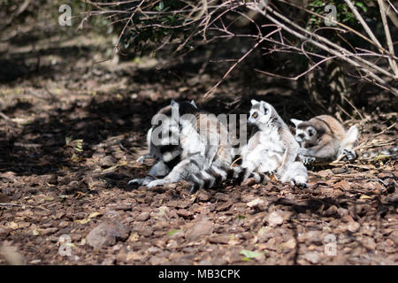 Ring tailled Lemuren sitzen in Familie Gruppe in der Sonne mit Kleinkind Festhalten an der Mutter Bauch Fell, an Faunia Biopark, Madrid Stockfoto