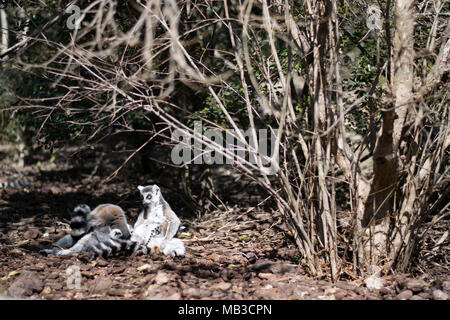 Ring tailled Lemuren sitzen in Familie Gruppe in der Sonne mit Kleinkind Festhalten an der Mutter Bauch Fell, an Faunia Biopark, Madrid Stockfoto