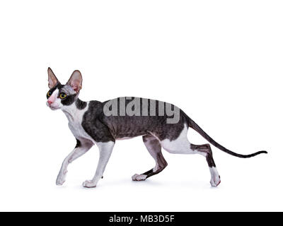 Cornish Rex Katzen/Kätzchen gehen/Jagd/spielen Seite weisen auf weißem Hintergrund Stockfoto