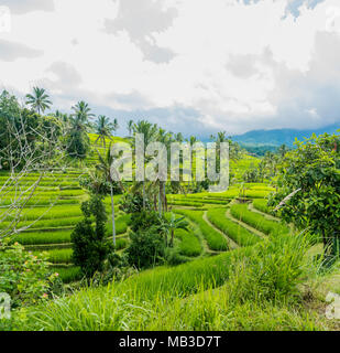 Die Reisterrassen von Jatiluwih in Bali. Stockfoto
