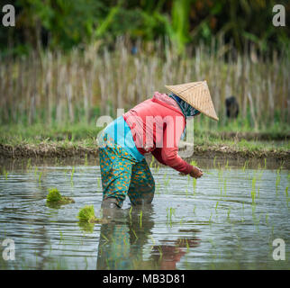 Eine Frau arbeitet in einem Feld Reisanbau in Indonesien Stockfoto