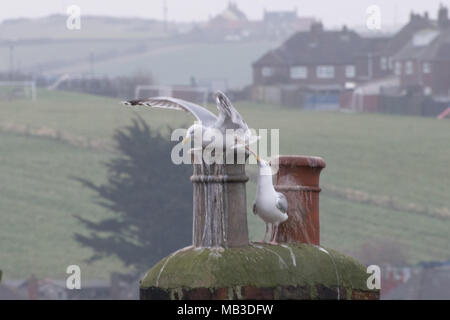 Möwen leben unter die Schornsteine und Dächer der englischen Nordsee Meer Hafen von Whitby Stockfoto