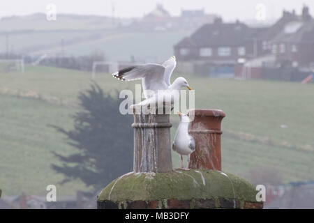 Möwen leben unter die Schornsteine und Dächer der englischen Nordsee Meer Hafen von Whitby Stockfoto