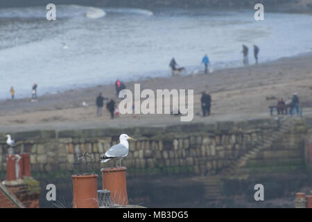 Möwen leben unter die Schornsteine und Dächer der englischen Nordsee Meer Hafen von Whitby Stockfoto