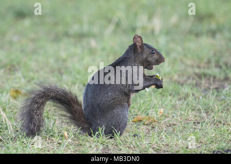 Eine melanistic Form der östlichen grauen Eichhörnchen in Upstate New York in den USA. Stockfoto
