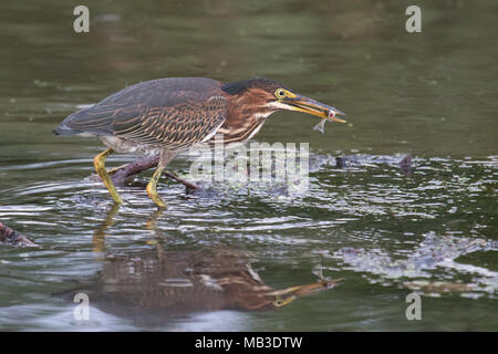 Ein erwachsener Green Heron nach snaring ein MINNOW von Oneida Lake, New York, USA. Stockfoto