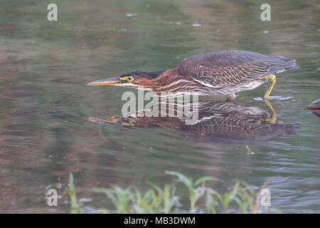Ein erwachsener Green Heron in der Jagd Haltung entlang der Kante der Oneida Lake New York, USA. Stockfoto