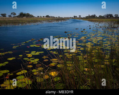 Seerose im Fluss Okavango Delta in Botswana, Afrika Stockfoto