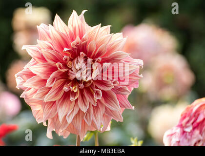 Weißlich Rosa Dahlie Blüte Blume Stockfoto