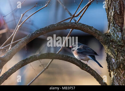 Dark eyed Junco in die Hinterwälder zuhause auf einen frühen Frühling Tag in South Central Wisconsin genommen Stockfoto