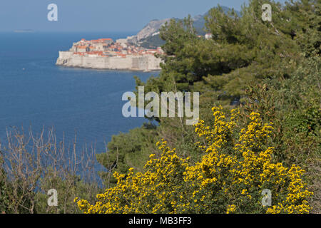 Panoramablick auf die Altstadt, Dubrovnik, Kroatien Stockfoto