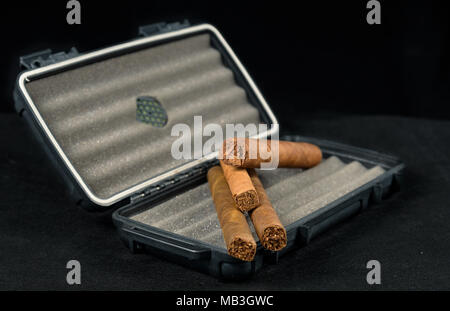 Zigarren auf einem schwarzen travel Humidor. Reich riechen und Texturen der Tabakblätter Stockfoto