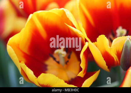 Tulpen Ansicht von oben. Eine Feder verschwimmenden Hintergrund mit hellen Tulpen horizontal. Makro. Makro. Tulipa. Familie Liliaceae. Stockfoto