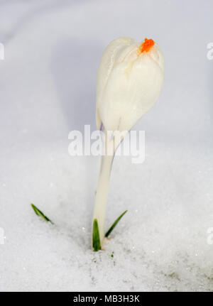 Makro einer weißen Crocus Blume im Schnee Stockfoto