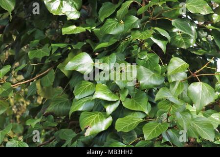 Grüne Efeu Pflanze Stockfoto