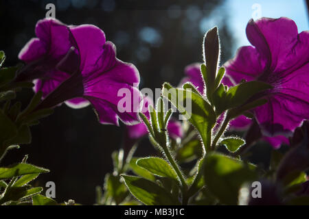 Petunia ist Gattung von 35 Arten von Blütenpflanzen der Südamerikanischen Ursprungs. Auf dem Bild ist Petunia im Sonnenschein. Stockfoto