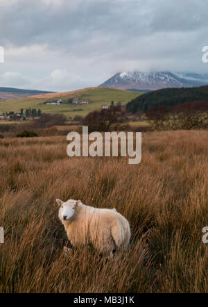 Schafe auf der Isle of Arran Stockfoto
