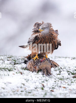 Ein wilder Rotmilan (Milvus milvus) Fütterung auf Fasan Aas im Schnee, Wiltshire Stockfoto