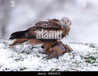 Ein wilder Rotmilan (Milvus milvus) Fütterung auf Fasan Aas im Schnee, Wiltshire Stockfoto