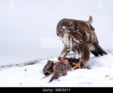 Eine wilde Mäusebussard (Buteo buteo) Fütterung auf Fasan Aas im Schnee, Wiltshire Stockfoto