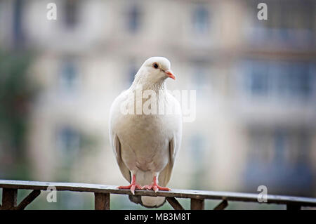 Weiß gefiederten Tauben sitzen auf Metall Geländer auf unscharfen Hintergrund in Moskau, Russland. Stockfoto