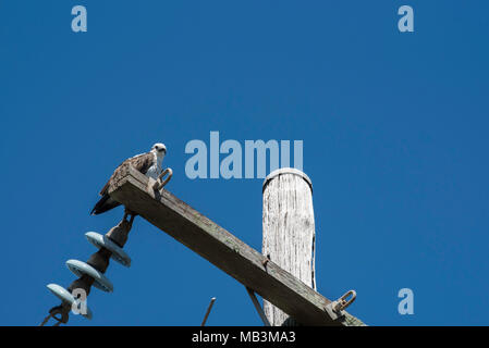 Der Eastern Osprey (Pandion haliaetus cristatus), auch bekannt als Sea Hawk, River Hawk oder Fish Hawk, sitzt auf einem stillgewordenen Strompol. Stockfoto