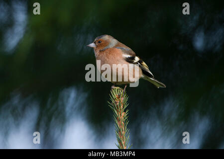 Ein männlicher gemeinsame Buchfink (Fringilla coelebs) oben auf dem Tannenbaum, Kildary thront. Schottland. Großbritannien Stockfoto