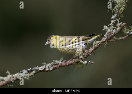 Ein siskin (Carduelis spinus) auf Flechten bedeckt Zweig gegen sauber Hintergrund, Kildary, Schottland isoliert gehockt, Großbritannien Stockfoto